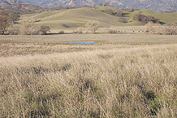 Photo: Deep-rooted California native perennial grasses. Link to photo information