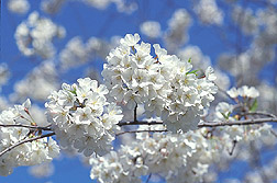 Photo: Japanese cherry blossoms. Link to photo information