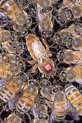 Photo: Closeup of Africanized honey bees surrounding a European queen honey bee. Link to photo information