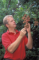 Photo: Entomologist Peter Follett inspects a panicle of ripening lychee fruit for insect damage. Link to photo information