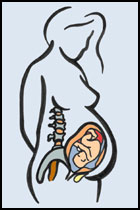 illustration of a woman in the third trimester