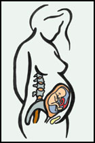 illustration of a woman in the second trimester