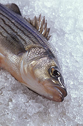 Photo: Hybrid striped bass, also known as sunshine bass. Link to photo information