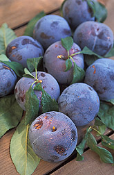 Photo: Owen T plum, the largest of three new plums from ARS. Link to photo information