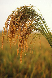 Photo: U.S. long grain rice. Link to photo information
