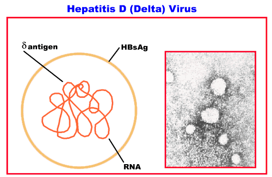 Hepatitis D (Delta) Virus (photo and diagram)