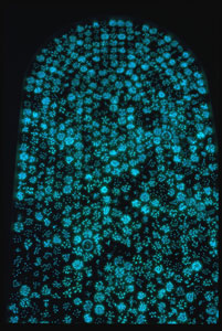 Arch of Bioluminescence