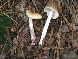 Arubescens Fungi