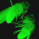 Bioluminescent Fruit Fly (<I>Drosophila</I>) - Thumbnail
