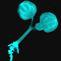 Bioluminescent Plant (<I>Arabidopsis thaliana</I>) - Thumbnail