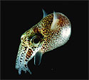 Bioluminescent Sepiolid Squid - Thumbnail
