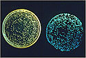 Bioluminescent Marine Bacterium <I>Vibrio fischeri</I> - Thumbnail