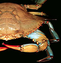 Blue Crab, After Molting (Image 1 of 2) - Thumbnail