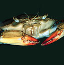 Blue Crab, After Molting (Image 2 of 2) - Thumbnail