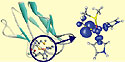 Blue Copper Active Sites in Electron Transfer Proteins<BR>(Image 1 of 2) - Thumbnail