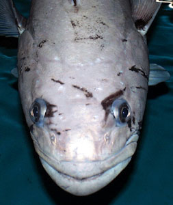 Antarctic Toothfish (<I>Pagothenia borchgrevinki</I>)