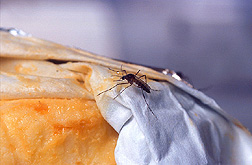 A female yellowfever mosquito on a piece of Limburger cheese. Click here for full photo caption.