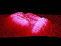 This image of the common Eschericia coli -- or E. coli -- was taken using a special microscope called an Atomic Force Microscope (AFM). The AFM image was produced by tracking across the top of the bacteria with a very sharp tip. The tip is as sharp as a few atoms. The very small change in height (amplitude) of the bacterias surface is electronically amplified and sent to a computer that assembles the image.<BR>
<BR>
<font color=#DC143C><B><U>Restrictions for use of this Image:</U></B></font>Arizona State University (ASU) has allowed the NSF to include this image in the NSF Image Library. ASU encourages the use of this image as well as other material from the ASU Ask a Biologist website. Distribution of this image is permitted under the following rules:<BR>
<BR>
-Material is <I>not</I> used for commercial or for-profit purposes.<BR>
-Credit for the material is clearly displayed, including copyright and author.<BR>
-Modifications are not made to the original material.<BR>
-Ask a Biologist and/or individual authors retain the copyright for this image.<BR>
-The user agrees to record their use of the image (or other material) via the ASU Ask a Biologist permission form located at <a href=
