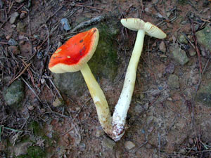 Amanita Fungi