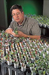 El genetista examina como las plantas de la remolacha azucarera se cultivan para la producción rápida de las semillas y para la crianza accelerada de las líneas endogámicas recombinantes. Enlace a la información en inglés sobre la foto