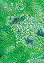 Clumped Algae - Thumbnail