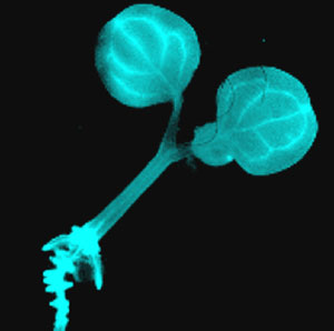 Bioluminescent Plant (<I>Arabidopsis thaliana</I>)