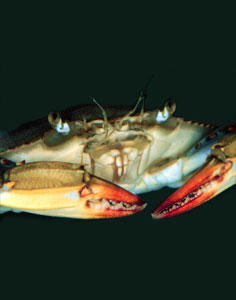 Blue Crab, After Molting (Image 2 of 2)