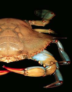 Blue Crab, After Molting (Image 1 of 2)