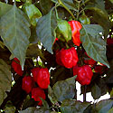Among New Mexican peppers, the red savina habanero, a variation of <I>Capsicum chinense,</I> is second in pungencyor heat levelonly to the orange variety of the same species. Students participating in the Assured summer program research various ways to enhance pepper crops and prepare presentations about their findings.  <I>[Image is one of four related images. To see the others, go to the image library search engine and type Agriculture Summer Science.]</I><BR>
<BR>
<B><U>More about this Image</U>:</B>
An eight-week summer program at New Mexico State University's Chile Pepper Institute takes 10 college freshmen and sophomores--children and grandchildren of migrant and seasonal farmworkersand gives them a chance to work with plants in a lab rather than in the fields picking crops.<BR>
<BR>
The program--called Assured (Agriculture Summer Science Research and Development)gives students the opportunity to experience first hand, the satisfaction of enhancing a crop through research. Students learn lab techniques, plant breeding, nutrients, and the ethics and process of research after which they prepare presentations about their findings. Examples of topics used by students include the control of a pepper-blighting fungus, the effect of an herbicide on crops, agricultural economics, and isolation of chile DNA. The program prompts students to consider the possibility of improving productivity through genetic engineering; making plants pest resistant; and boosting the nutritional value of a harvest.<BR>
<BR>
The Assured Program is sponsored by the National Science Foundation's Research Experiences for Undergraduates Program.<BR>
<BR>
[This excerpt was taken from NSF Press Release PR 04-082, released June 8, 2004. The complete release is available at <a href=