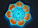 This is an image of a cross-section of a stem and seven small leaves (microphylls) from an Australian Beefwood <I>(Casuarina cunninghamiana)</I>. A special Ultraviolet (UV) light was used to reveal the different colors under a microscope. Items under a UV-lamp fluoresce and do not look the same color as under daylight. The red fluorescence in the very small pentagon shaped leaves is from chlorophyll. The blue fluorescence is from secondary metabolites in the vascular (central) and epidermal (outer) tissue.<BR>
<BR>
This beefwood appears to have needles when looking with the unaided eye, which are not found in this taxonomic group. Investigating with a UV microscope revealed that instead of a single needle this is a stem with seven small leaves. Not everything is as it appears to the human eye.<BR>
<BR>
<font color=#DC143C><B><U>Restrictions for Use of this Image:</U></B></font>Arizona State University (ASU) has allowed the NSF to include this image in the NSF Image Library. ASU encourages the use of this image as well as other material from the ASU Ask a Biologist website. Distribution of this image is permitted under the following rules:<BR>
<BR>
-Material is <I>not</I> used for commercial or for-profit purposes.<BR>
-Credit for the material is clearly displayed, including copyright and author.<BR>
-Modifications are not made to the original material.<BR>
-Ask a Biologist and/or individual authors retain the copyright for this image.<BR>
-The user agrees to record their use of the image (or other material) via the ASU Ask a Biologist permission form located at <a href=