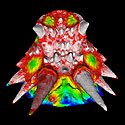 Color Head Scan - External Skin and Internal Skeleton (2) - Thumbnail