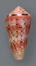 Cone Snail <I>Conus Aurisiacus</I> - Thumbnail