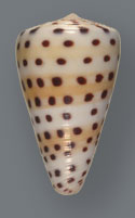 Cone Snail <I>Conus Eburneus</I> - Thumbnail