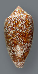 Cone Snail <I>Conus Textile</I> - Thumbnail