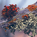 Colorful Lichens on Baja Coast - Thumbnail