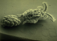 Cholera-Carrying Copepod