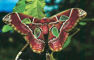 Caterpillar Species <I>Rothschildia lebeau</I> in Copula