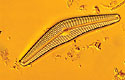 Diatom Species <I>Cymbella cistula</I> - Thumbnail