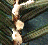 Hemlock Wooly Adelgid, (Pseudoscymnus tsugae sp.).