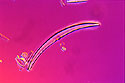 Diatom Species <I>Hannaea mongolicus</I> - Thumbnail