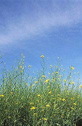A cover crop of mustard: Click here for full photo caption.