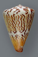 Cone snail species <I>Conus capitaneus.</I> Cone snails are marine snails found in reef environments throughout the world. They belong to the family Conidae, genus <I>Conus.</I> There are more than 1,000 species known. Cone snails prey upon other marine organisms, immobilizing them with unique venoms.  <I>[See related images of other cone snail species, including Conus hirasei, Conus eburneus, Conus aurisiacus, Conus magus, and Conus textile.]</I><BR>
<BR>
<U><B>More about this Image</B></U><BR>
Dr. Baldomero 
