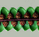 Fern with Clusters of Spore Cases - Thumbnail
