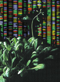DNA Sequencing Screen