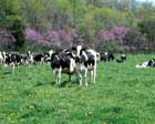 Dairy cows graze at Duane and June Hertzler's Moo Echo Farm in Loysville, PA.