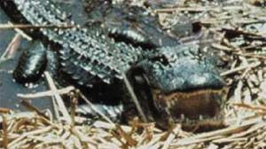 photo of an alligator