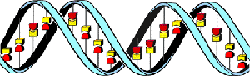 Image: DNA