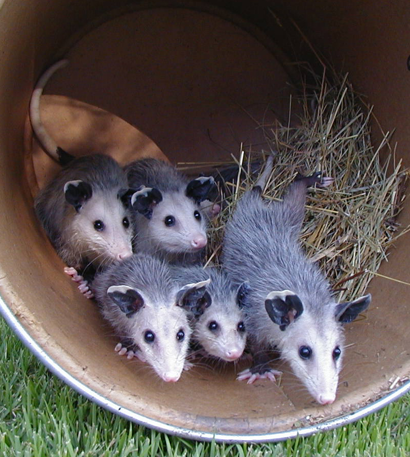 opossums in a barrel