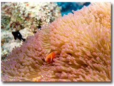 A still photo of coral reef