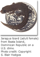 image of Jaragua Lizard